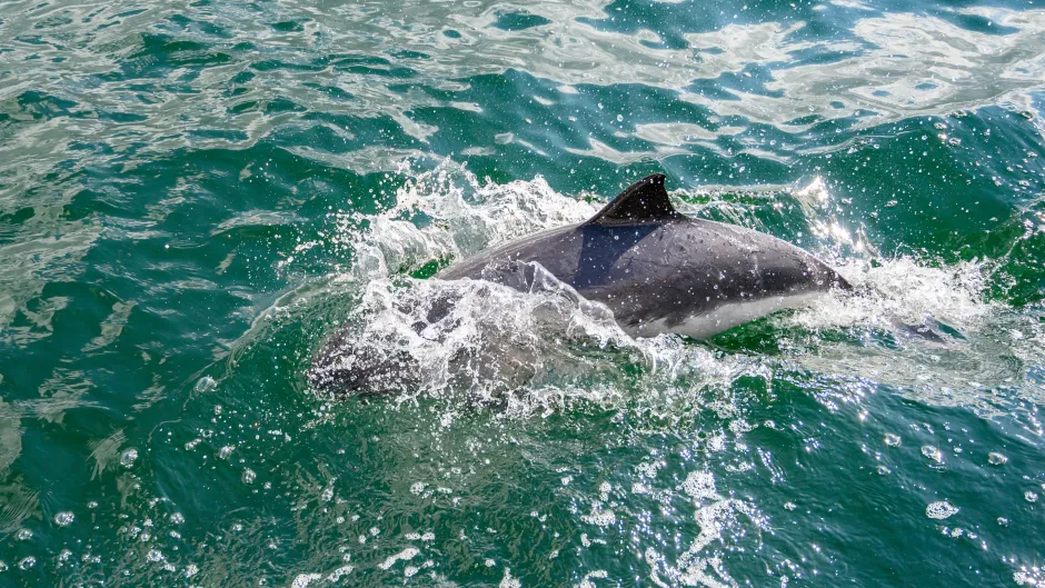 Schweinswal in der Ostsee